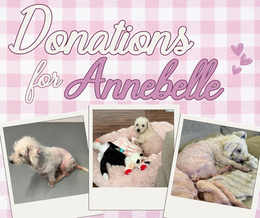 Donations for Annabelle 🩷
